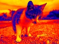 Funny cat in scientific high-tech thermal imager Royalty Free Stock Photo