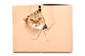 Funny cat Scottish Fold looks out of a torn hole in a box Royalty Free Stock Photo