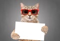 Funny cat Scottish Straight in red sunglasses with a banner in paws Royalty Free Stock Photo