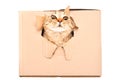 Funny cat looks out of a torn hole in a box Royalty Free Stock Photo