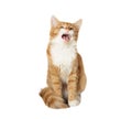 Funny cat shouts