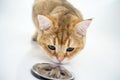 Funny cat sits in a white bath and looks with interest into the mirror drain of water at its reflection of the muzzle. Royalty Free Stock Photo