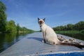 Funny cat is sitting on the bow of a boat floating on the river. Selective focus Royalty Free Stock Photo