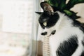 Funny cat sitting at window and looking in street during coronavirus quarantine. Cute kitty with green eyes sitting at cozy Royalty Free Stock Photo