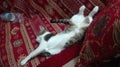 Funny Cat Sleeping Anormal