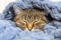 Funny cat sleeping at home. Cat covered with blanket. Close up view of cat at the blanket on sleep time.