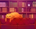 Funny cat sleeping on sofa in library interior Royalty Free Stock Photo