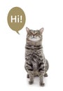 Funny cat with speech bubble and word HI