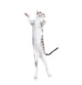 Funny cat are standing and dancing Royalty Free Stock Photo