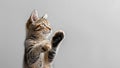 A funny cat standing in dancing pose on gray background with copy space for text. Royalty Free Stock Photo