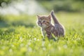 Funny cat standing in green grass Royalty Free Stock Photo