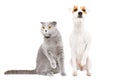 Funny cat Stottish Fold and dog Parson Russell Terrier sitting together with raised paws Royalty Free Stock Photo