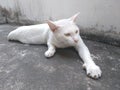 Cat stretch oneself on ground