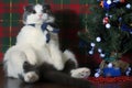 Funny cat in striped scarf sitting under the New Year tree