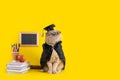 Funny cat student on yellow background with a blackboard, books and school supplies. Back to school, college, university. Copy Royalty Free Stock Photo