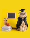 Funny cat student on yellow background with a blackboard, books and school supplies. Back to school, college, university. Learning Royalty Free Stock Photo