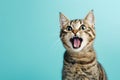A funny cat with a surprised face and opened mouth with an isolated background Royalty Free Stock Photo