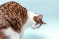 Funny cat Surprised sitting and looking down. White cat with gray spots isolated on blue background Royalty Free Stock Photo
