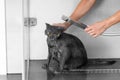 Funny cat takes a shower, pet hygiene, wet cat, bathing process Royalty Free Stock Photo