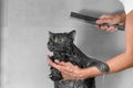 Funny cat takes a shower, pet hygiene, wet cat, bathing process Royalty Free Stock Photo