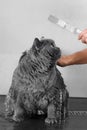 Funny cat takes a shower, pet hygiene, wet cat, bathing process Royalty Free Stock Photo