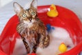 Funny cat taking a bath Royalty Free Stock Photo