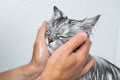 Funny cat taking shower or bath. Man washing cat face. Pet hygiene concept. Wet cat. Royalty Free Stock Photo