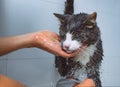 Funny cat taking shower or bath. Man washing cat. Pet hygiene concept. Cat grooming. Royalty Free Stock Photo