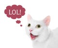 Funny cat with thought bubble and abbreviation LOL