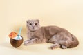 Funny cat tourist on vacation with coconut cocktail on yellow background. Relaxation, travel concept. Summer time