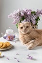 Funny cat waiting for a tea party. Cute cat, tea pot and waffles on a light background. Spring tea drinking. Greeting card,