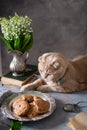 Funny cat waiting for treats. Cute cat, oat cookies on a vintage plate and a may-lily flowers in a vase on a dark background. Royalty Free Stock Photo