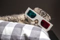 Funny cat watching a movie on television in 3D glasses