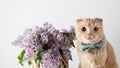 Funny cat wearing bow tie and a bouquet of blooming lilac flowers on a light background. Spring vibes. Greeting card, invitation, Royalty Free Stock Photo