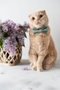 Funny cat wearing bow tie and a bouquet of blooming lilac flowers on a light background. Spring vibes. Greeting card, invitation, Royalty Free Stock Photo