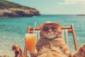 Funny cat wearing sunglasses and beach hat relaxing sitting on deckchair with orange juicy cocktail