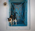 Funny cat in the window. Greek island of Crete Royalty Free Stock Photo