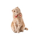 Funny cat winking and wearing a bow tie isolated on white background. Christmas cat. Holidays concept. Christmas Sales creative Royalty Free Stock Photo