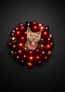 funny cat xmas card portrait with copy space christmas wreath Royalty Free Stock Photo