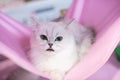 Funny cats in the basket on the cloth Royalty Free Stock Photo