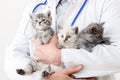 Funny cats in Vet doctor hands. Doctor veterinarian examining kittens. Mammal cats in Veterinary clinic. Vet medicine for pets and