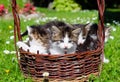 Funny cats in wicker basket