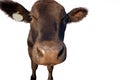 Funny Cattle Closeup Royalty Free Stock Photo