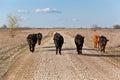 Funny Cattle Stroll