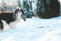 Funny cavalier king charles spaniel dog covered with snow playing on the walk in winter garden Royalty Free Stock Photo