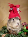 Funny Cavia Royalty Free Stock Photo