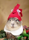 Funny Cavia Royalty Free Stock Photo