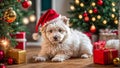 funny cute dog, wearing santa hat merry festive christmas