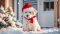 funny cute dog wearing santa hat merry festive christmas