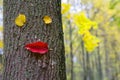 Funny character from the leaves on the trunk of a tree in an autumn park